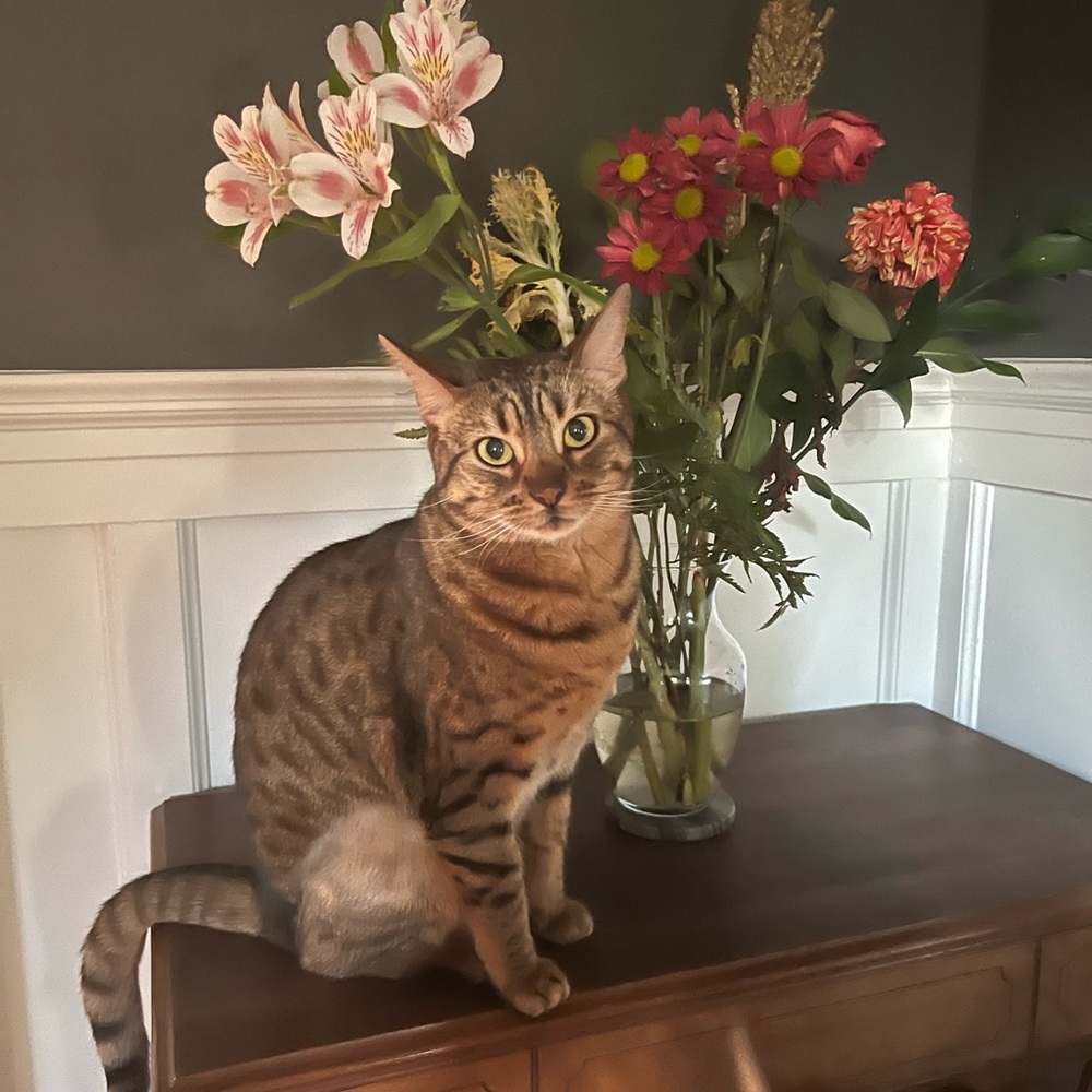 Meet your Posher, Invicta Lux